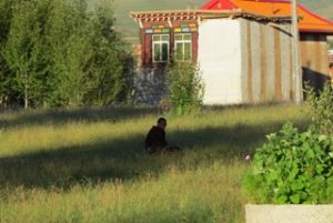 monk sitting in grassy field