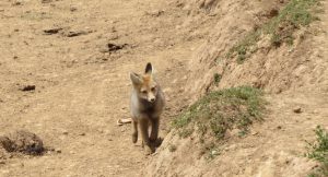 a fox at the retreat center