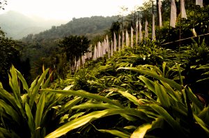 cardamom growing on hill with white prayer flags